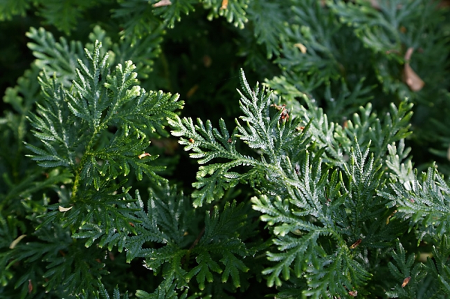 Suan Luang-JUN14-085